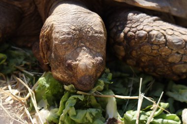Hermann 'ın Kaplumbağası (Bilimsel adı: Testudo Hermanni)