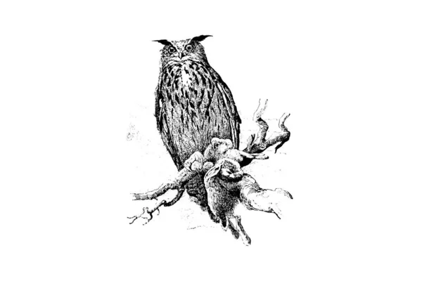 Černobílá Ilustrace Ptáka — Stock fotografie