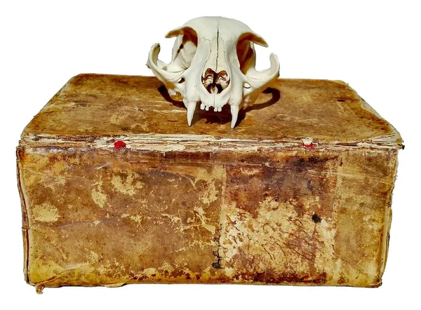 Antique Old Books Vintage Cat Skull Leather Bound Marbled Paper — Fotografia de Stock