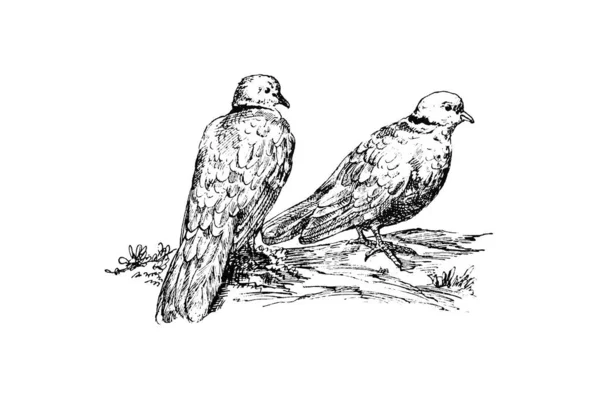 Illustrazione Uccello Sotto Forma Corvo — Foto Stock