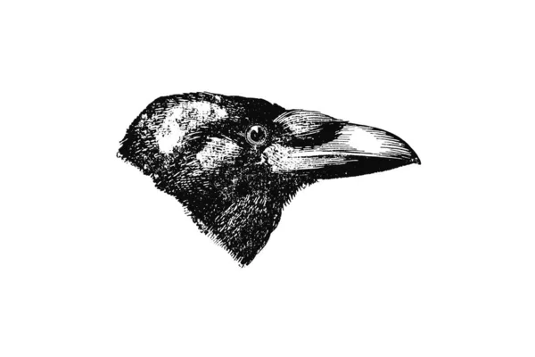 Ilustração Vetorial Preto Branco Pássaro Com Uma Pena — Fotografia de Stock
