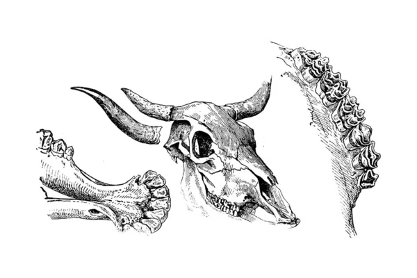 Boceto Dibujado Mano Zoología Ilustración Estilo Grabado — Foto de Stock
