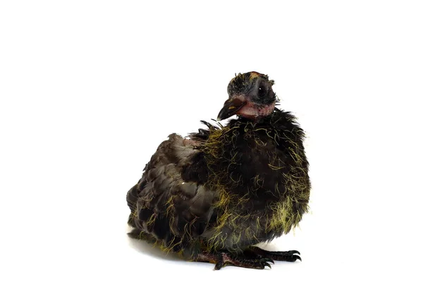 Pigeon chick (scientific name: Columba Livia) isolated on white background