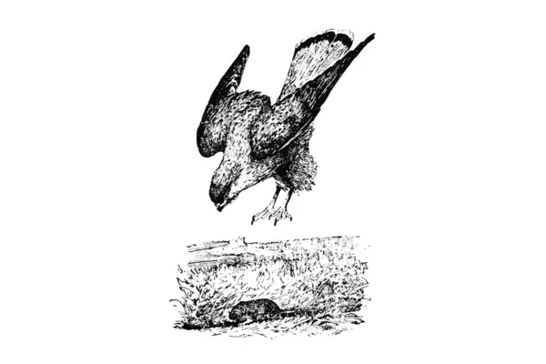 Ілюстрація Орла Дикій Природі Вектор — стокове фото