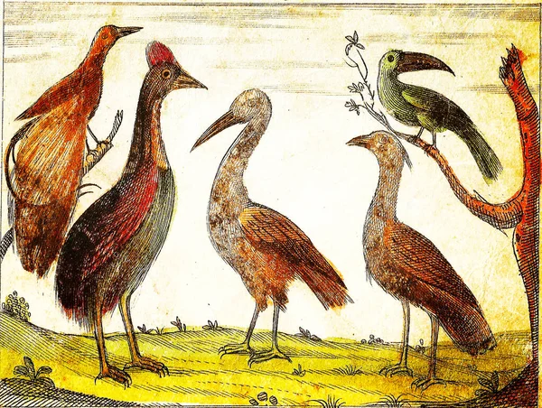 Ostrich Stork Great Bustard Tucan Και Bird Paradise 1840 Vintage — Φωτογραφία Αρχείου