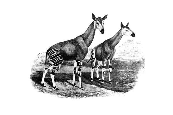 Croquis Zoologie Dessiné Main Illustration Style Gravure — Photo