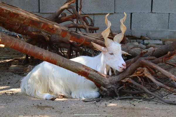 動物園のジルゲンタナのヤギ — ストック写真