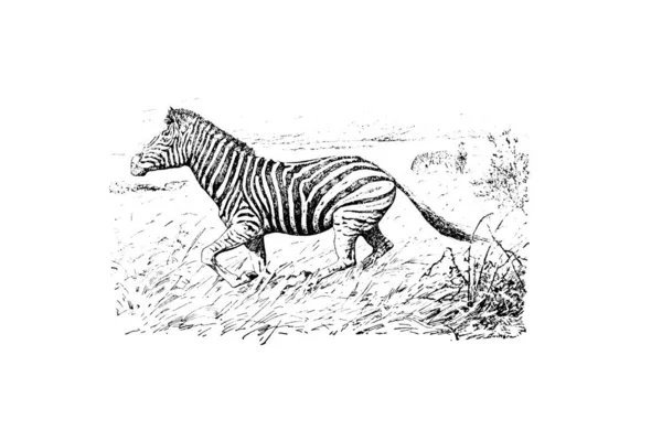 Czarno Biała Ilustracja Wektora Zebry Narysowanym Ręcznie Szkicem Rysunek Zwierzęcia — Zdjęcie stockowe
