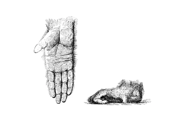 Handritad Skiss Zoologi Illustration Gravyr Stil — Stockfoto