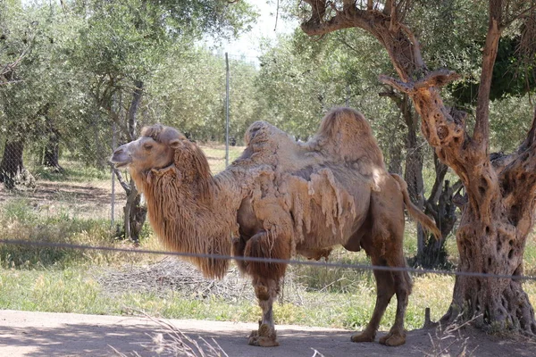 Camel Nazwa Naukowa Camelus Bactrianus Jest Ssakiem Rodziny Camelid — Zdjęcie stockowe
