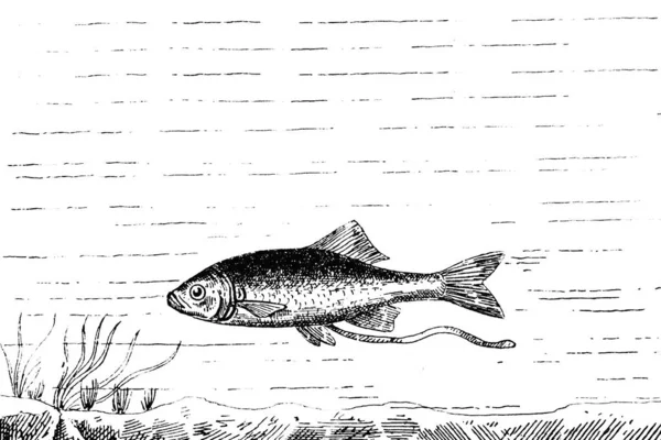 魚釣りイラスト白い背景のベクター — ストック写真