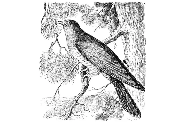 Abbildung Eines Vogels — Stockfoto