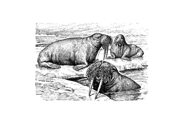 Handritad Skiss Zoologi Illustration Gravyr Stil — Stockfoto