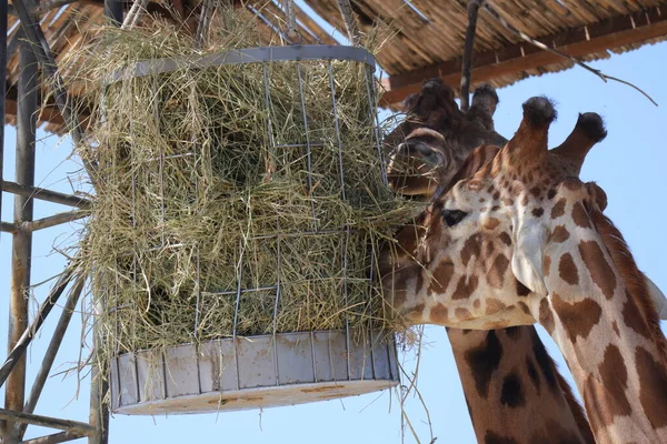 Giraffer Äter Djurparken — Stockfoto