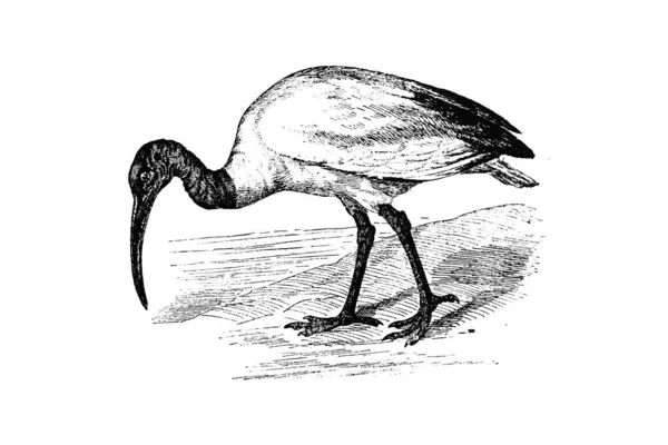 Ilustrace Ptáka Zoologické Zahradě — Stock fotografie