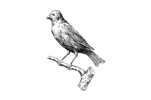 Διανυσματική Απεικόνιση Ενός Πτηνού — Φωτογραφία Αρχείου