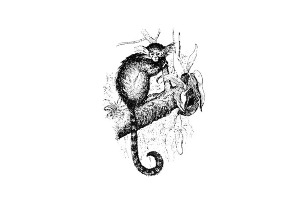 Schets Van Oude Kat Met Hand Getekend Vector Illustratie — Stockfoto