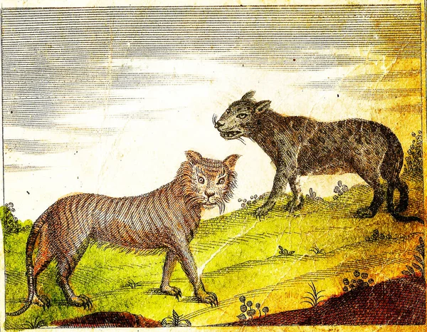 Panther Tiger 1840 Урожай Гравірована Ілюстрація Оригінальними Кольорами Недоліками — стокове фото