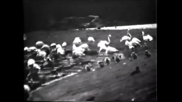 Růžoví Flamingos Vintage Video Let 8Mm — Stock video