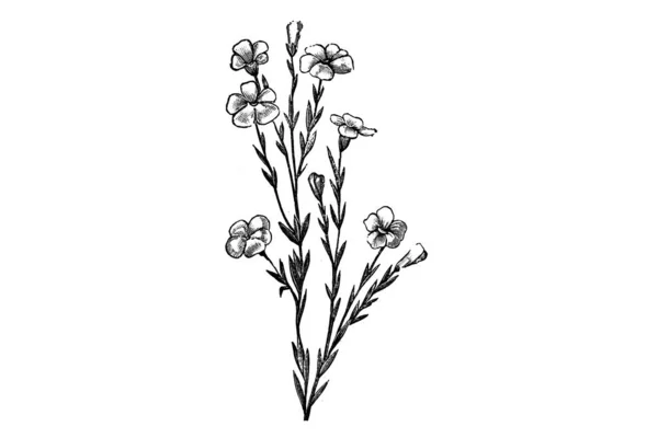 Černá Bílá Kresba Květiny — Stock fotografie