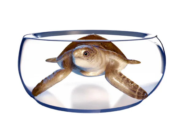 stock image Happy sea Turtle swimming in a bowl  3D Illustration