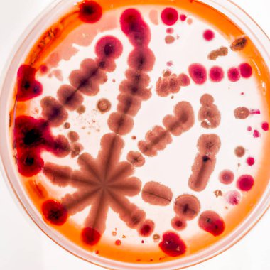 Bacteria and Virus cells close up on white background - Digital Illustration