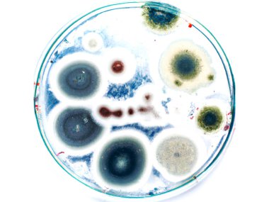 Bacteria and Virus cells close up on white background - Digital Illustration