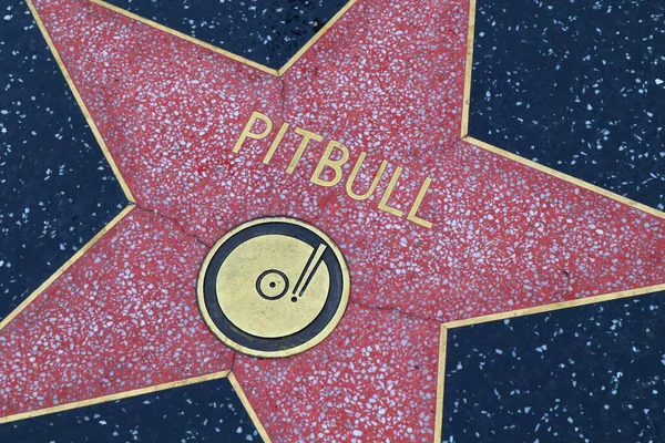 Usa California Hollywood April 2019 Pitbull Ster Hollywood Walk Fame — Stockfoto