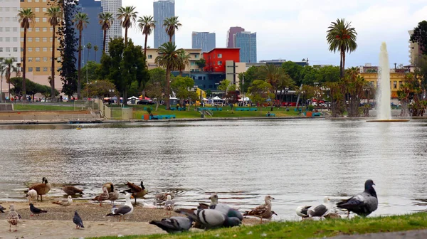 Ηπα Λος Άντζελες Μαΐου 2019 Άποψη Του Πάρκου Macarthur Που — Φωτογραφία Αρχείου