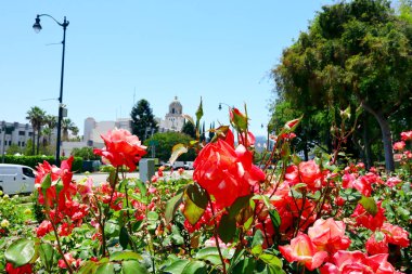 Beverly Hills, Kaliforniya 2 Temmuz 2023, Santa Monica Bulvarı yakınlarındaki Beverly Gardens Gül Bahçesi.