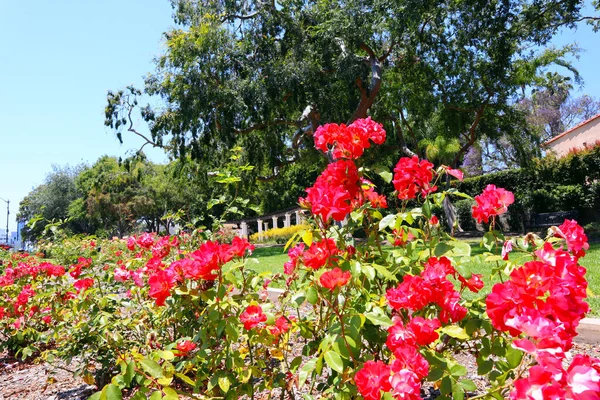 Beverly Hills Kalifornien Beverly Hills Rose Garden Vid Beverly Gardens — Stockfoto