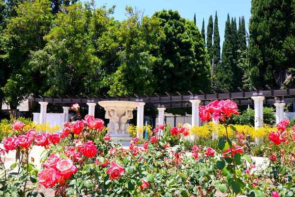 Беверли Хиллз Калифорния Июля 2023 Года Розовый Сад Беверли Хиллз — стоковое фото