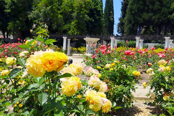 Beverly Hills Kalifornien Juli 2023 Beverly Hills Rose Garden Vid — Stockfoto