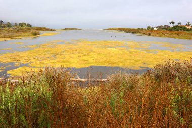 Malibu, California: Malibu Lagoon State Beach 'in detaylı görüntüsü