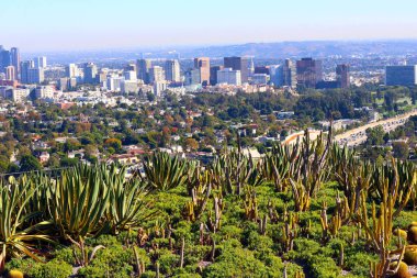 Los Angeles, Kaliforniya 2 Kasım 2023: The Getty Center Museum, South Promontory 'de Kaktüs Garden 