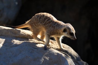 Meerkat (Suricata suricatta) Güney Afrika 'da bulunan küçük bir firavun faresidir.