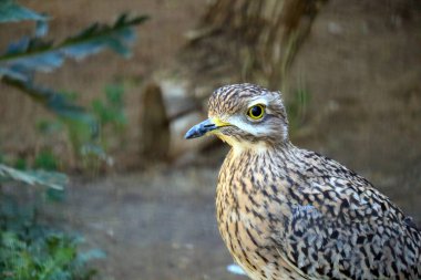 Benekli Kalın Diz, Burhinus capensis, Burhinidae familyasından bir balıkçı teknesidir. Orta ve Güney Afrika 'nın tropikal bölgelerine özgüdür.