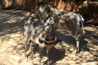 Grevy 'nin Zebra' sı, Equus Grevyi, ayrıca İmparatorluk Zebra 'sı olarak da bilinir.