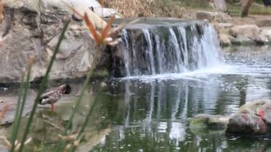Los Angeles, Kaliforniya: Kenneth Hahn Eyalet Rekreasyon Bölgesi 'ndeki Doris Japon Bahçesi. Los Angeles 'ın Baldwin Hills Dağları' ndaki Kaliforniya Eyalet Parkı birimi.