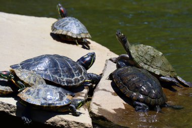 Beverly Hills, California - 21 Haziran 2024: Tatlı Su Kaplumbağaları, Trachemys Scripta, güneşleniyor