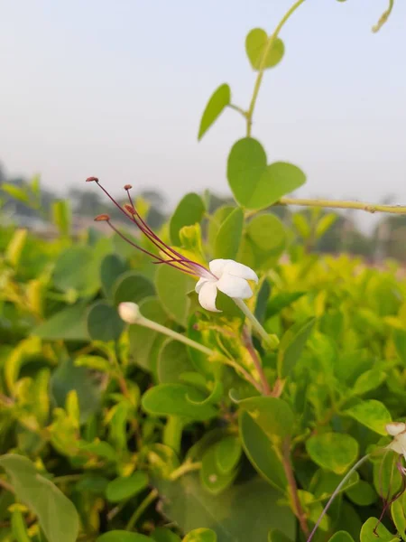 Біла Квітка Зеленим Листям — стокове фото