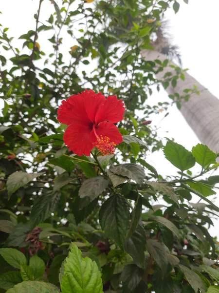 花园里的红花 — 图库照片