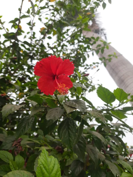 Vacker Röd Blomma Utsikt — Stockfoto
