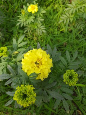 Çimenlerdeki güzel çiçekler