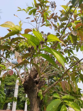 ağaç güneş ışığı altında