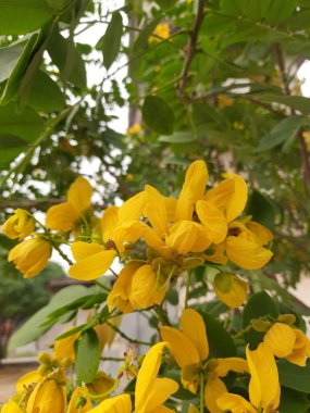 sabah güzel çiçekler