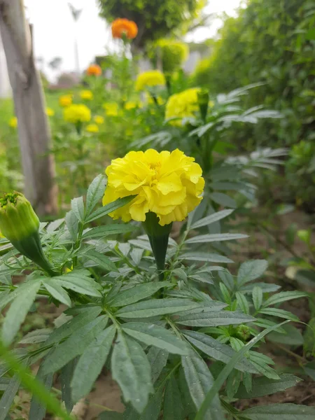 Flores Amarelas Graden — Fotografia de Stock