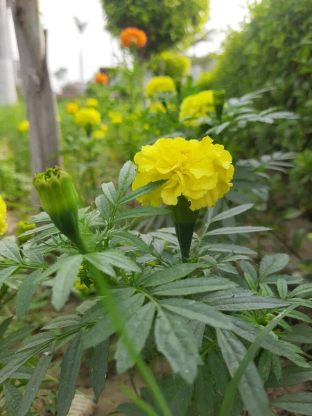 Flores Color Amarillo Jardín — Foto de Stock
