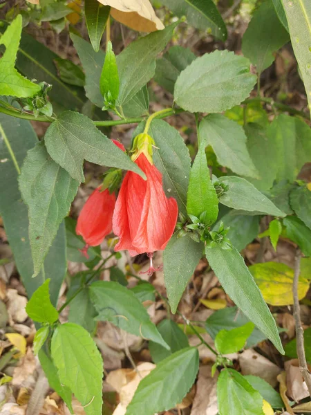 Flor Rosa Vermelha Florescendo — Fotografia de Stock