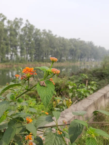 Bunga Bunga Tepi Sungai — Stok Foto